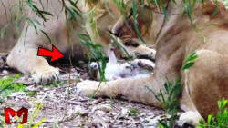 مبارزه دیدنی حیوانات  کشتن یوز...