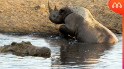 حمله حیوانات وحشی || وقتی کروک...