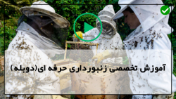 آموزش درآمد زایی پرورش زنبور عسل-زنبورداری-آموزش پرورش زنبور عسل