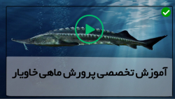 پرورش ماهی خاویاری-پرورش ماهیان خاویاری-استخراج خاویار از شکم
