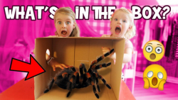 چالش دخترونه پسرونه جعبه مرموز