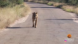 شیر سگ های وحشی را از فاصله 4...