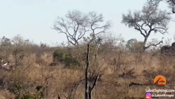 حمله شیرهای نر به شیر دیگری تو...