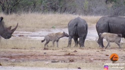 باغ وحش  نبرد حیوانات جنگی  بر...