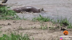 ایمپالا فقط برای گرفتار شدن تو...