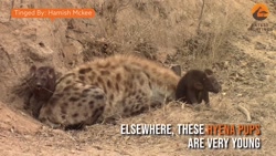 جنگ حیوانات  باغ وحش جنگل بزرگ...