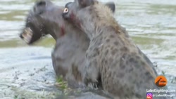 کفتار رقیب غرق شده را امتحان م...