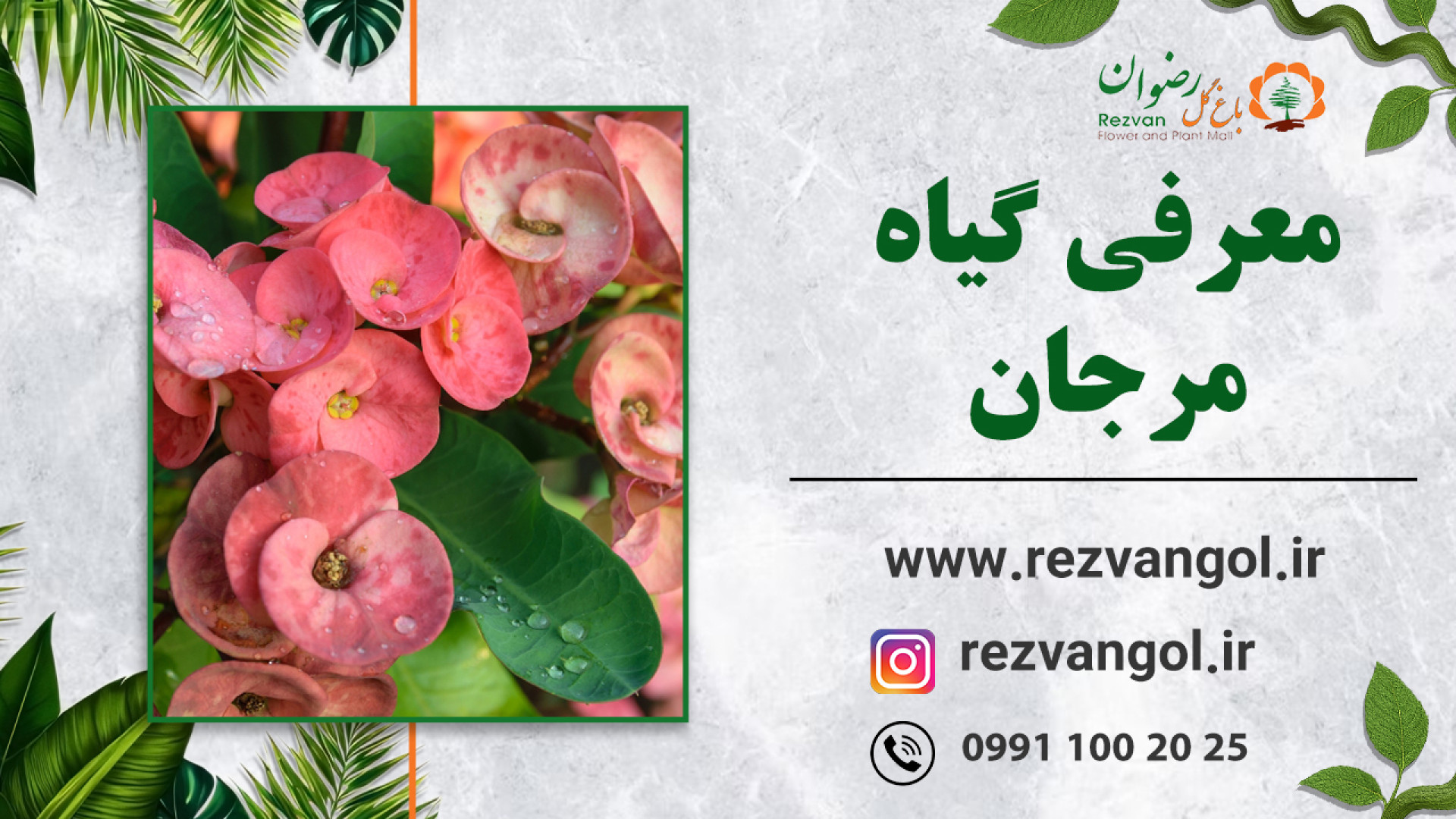 معرفی گیاه مرجان زمان129ثانیه