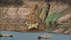 مستند حیات وحش  سرازیر شدن ماد...