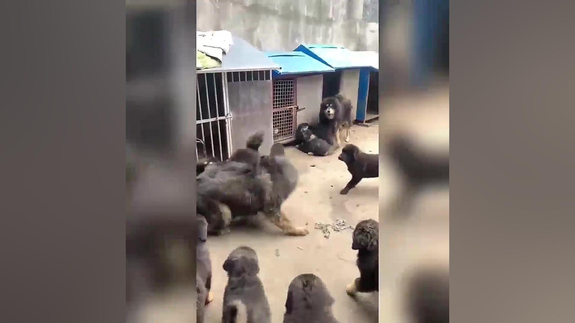 ماستیف تبتی (Tibetan Mastiff) زمان73ثانیه