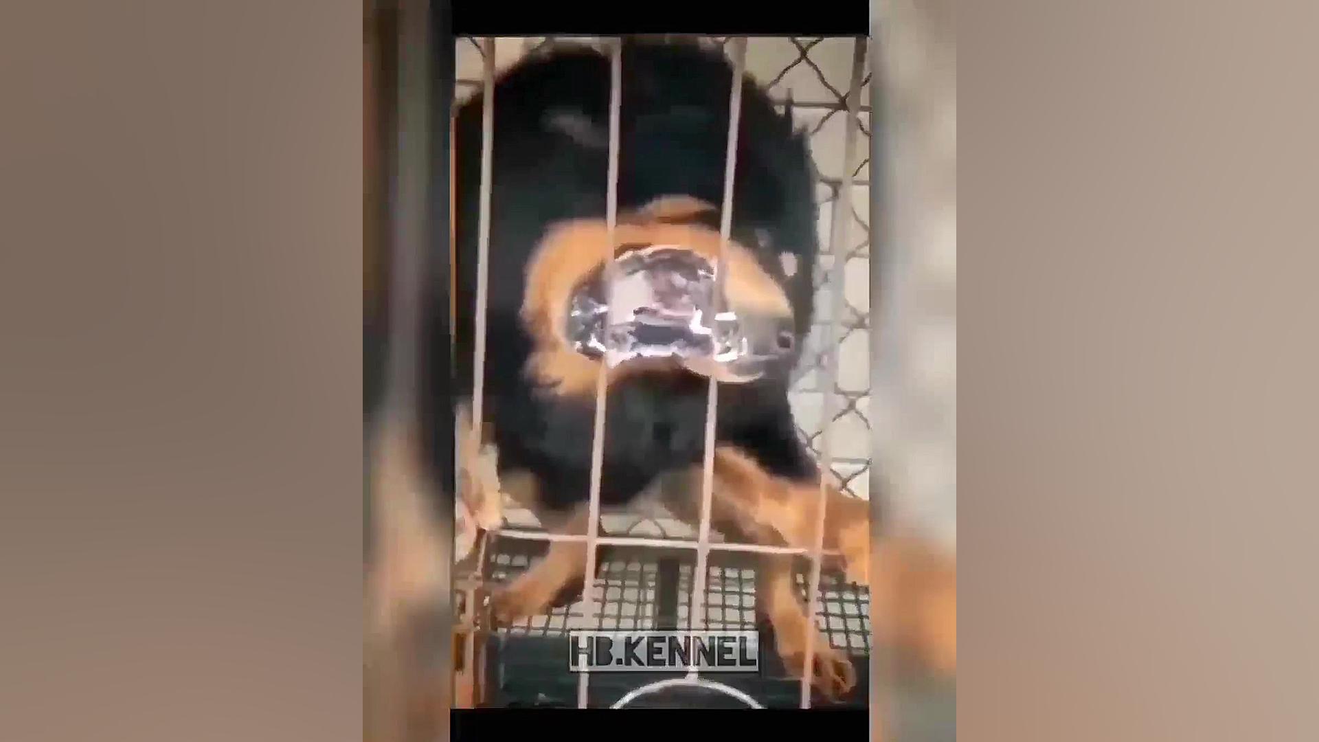 ماستیف تبتی (Tibetan Mastiff) زمان134ثانیه