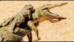 جنگ حیوانات سر غذا  لحظات وحشت...