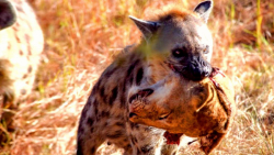 حمله کفتارها به شیر | جنگ شیر...