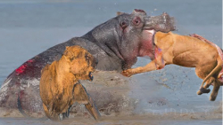 جنگ کرگدن و شیر  کرگدن دهان گش...