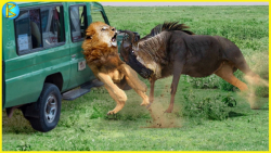 15 لحظه دیوانه کننده برتر وقتی...