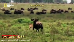 مستند حیوانات وحشی  دفاع جانان...