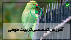 فیلم رایگان آموزش تربیت طوطی ب...