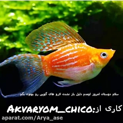 دلیل باز نشدن لارو های ماهی گوپی