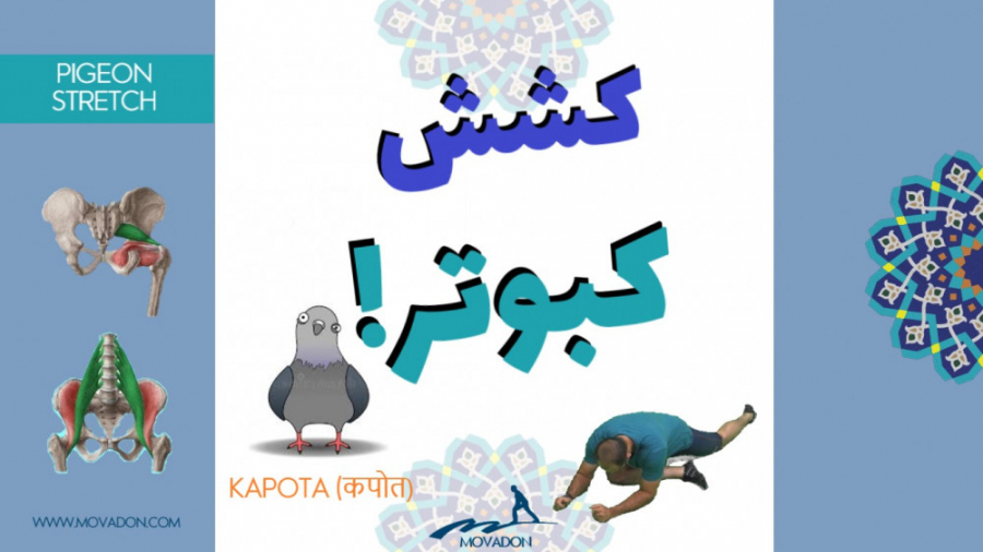 کشش کبوتر Pigeon Stretch