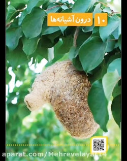 علوم دوم دبستان فصل دهم (سركار خانم ملاشهرى)