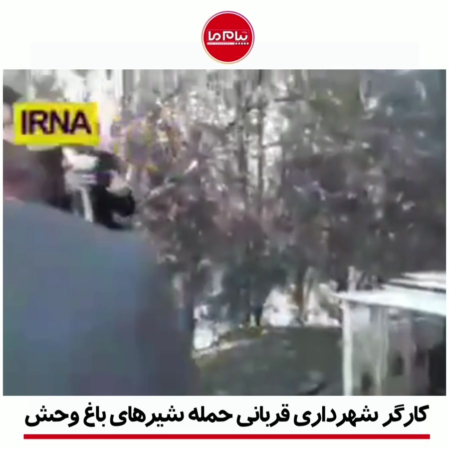کارگر شهرداری قربانی حمله شیرهای باغ وحش