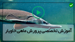 استخر پرورش ماهی-تکثیر بچه ماهی خاویاری-تولید مثل ماهی خاویار