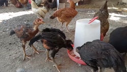 جوجه لاری ها و مرغ و خروس محلی