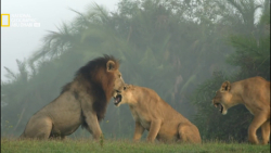 دفاعی مادرانه و شجاعانه دوخواه...