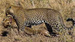 10 مرگبارترین دعوای گربه سانان...