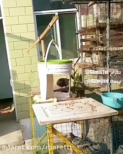 تله اتوماتیک  هنر یه کفتر باز