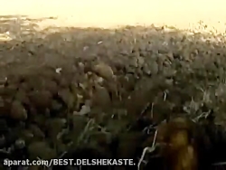 شکار کبوتر در ایران