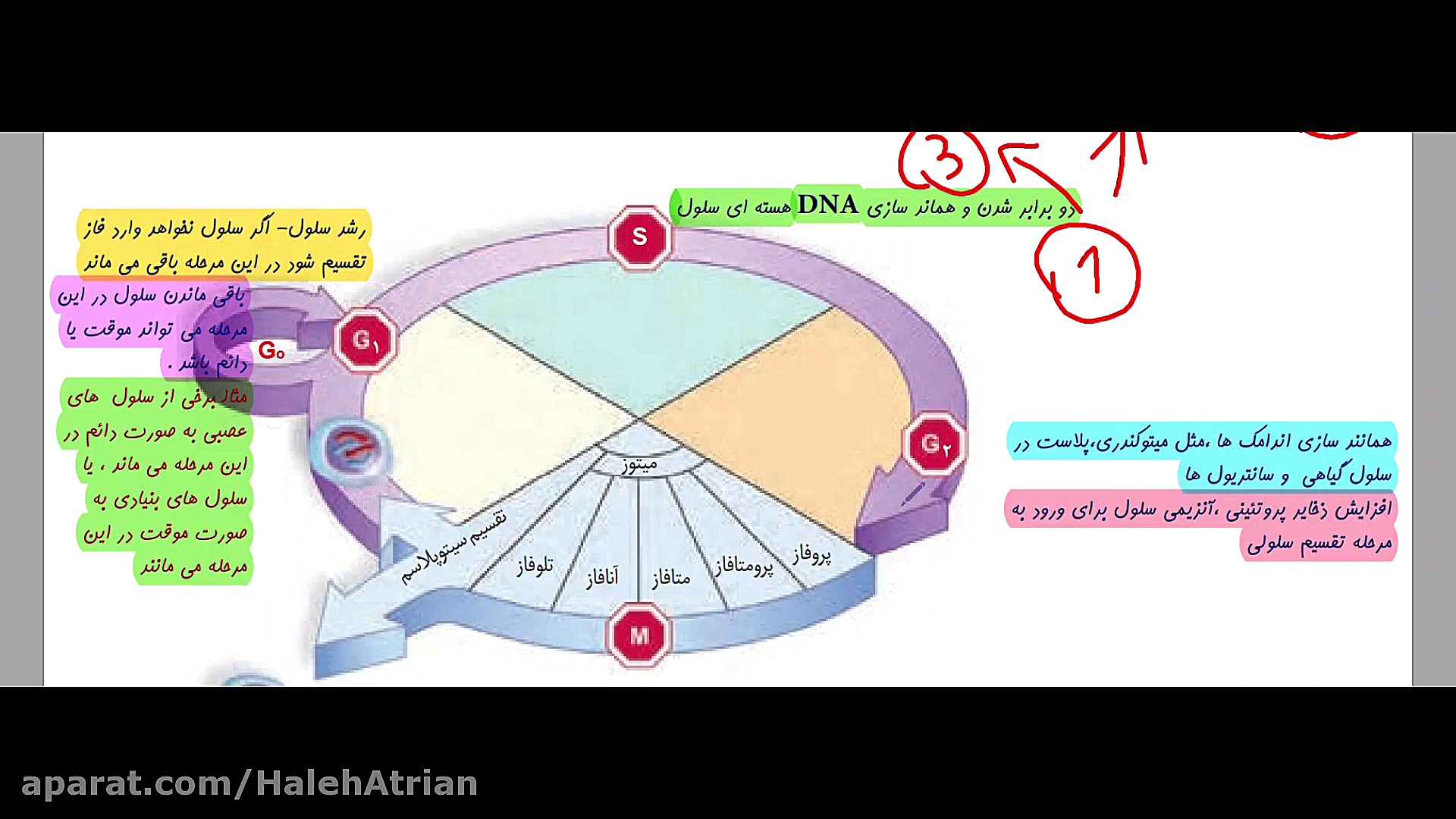اموزش زیست یازدهم. چرخه سلولی. مراحل اینترفاز و تقسیم سلول. مدرس: هاله عطریان استوری