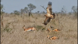 عقاب 2 شغال همین جفت را شکار م...