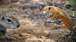 سنجاب جنگنده محافظت از نوزادان...