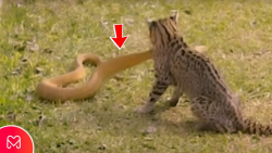 حمله گربه به مار سمی ، جنگ گرب...
