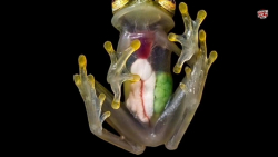 غورباقه شیشه ای از عجیب ترین ح...