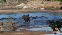 فیل بدبخت تلاش می کند تا کودک...