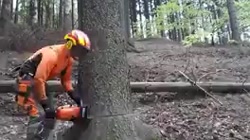 اریا کئوکسر