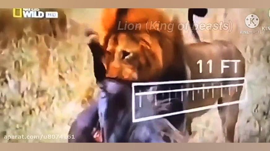 مدرکی دندان شکن از نشنال جوگرافیک که حرفی باقی نمیمونه کپشن زمان11ثانیه