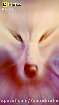 شیر گرگ ببر امیر