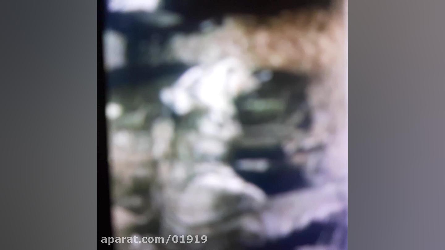 حیوانات منقرض شده _ ببر مازندران زمان121ثانیه