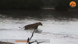 بهترین کلیپ های حیوانات نبرد ح...