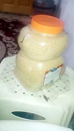 دان بلدرچین