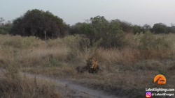 سگ وحشی بازی می کند برای فرار...