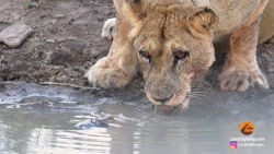 لاک پشت شیرهای خود را از چاله...