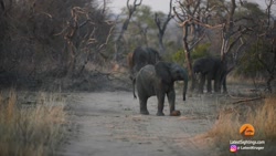 المپیک توکیو برجسته نسخه حیوان...