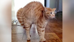 لحظات فان حیوانات ، رفتار های...