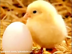 صدای جوجه