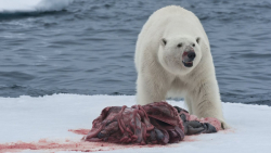 5 لحظه برتر خرس قطبی در حال خو...