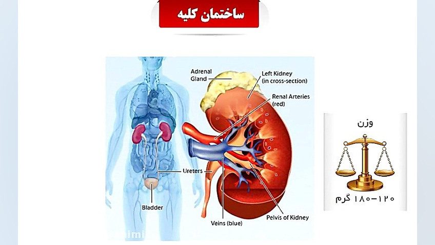ساختمان کلیه دکتر حمید براهیمی